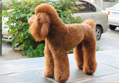 貴賓犬毛發修剪方法